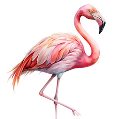 Pink flamingo isolated on transparent background, Watercolor PNG file