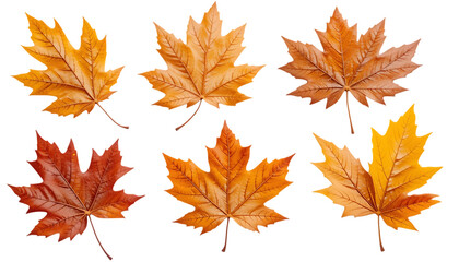 Set of fall oak leaves, autumn maple isolated on png