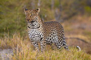 Leopard, Panthera pardus, Khwai Private Reserve, Okavango Delta, Botswana