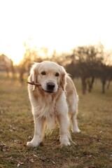 young golden retriever in the park at sunset