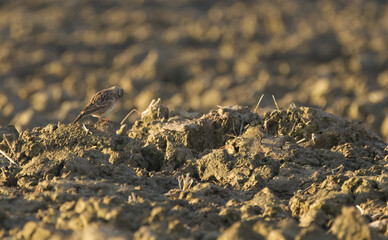 Skylark camouflaged in the field, skylark on a plowed field, well camouflaged brown bird, cute skylark looks into the camera, Alauda arvensis in the field