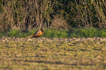 pheasant on the left side, lonely pheasant at the edge of the field, colorful pheasant looking for food in the field, warm sunbeams on the field