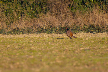 pheasant on the right side, lonely pheasant at the edge of the field, colorful pheasant looking for food in the field, warm sunbeams on the field