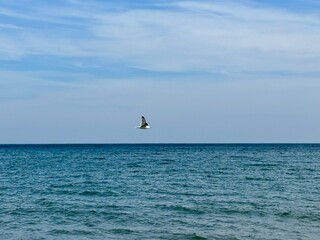 Naklejka premium seagull in flight over the sea