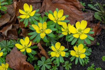 Bright yellow flowers bloom amidst fallen leaves in a spring garden under soft sunlight