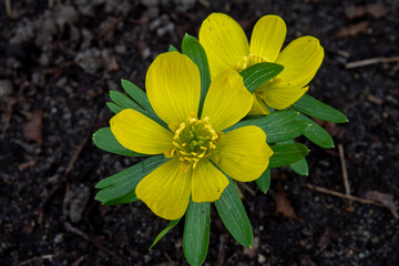 Bright yellow flowers bloom in early spring, showcasing vibrant petals amidst rich soil and greenery in a natural garden setting