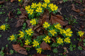 Bright yellow flowers bloom among fallen leaves in early spring nature setting