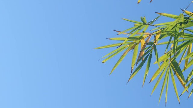  Bamboo Leaves Blue Sky 123