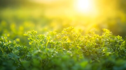 Obraz premium Vibrant Green Parsley Plants in Golden Sunlight Nature Photography