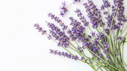 Lavender blooms in soft light, a serene close-up of nature's elegance.