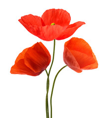 Obraz premium Red poppy flowers
