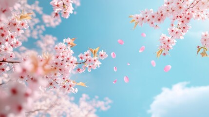 Blossoming Cherry Trees with Soft Pink Petals Under Clear Sky