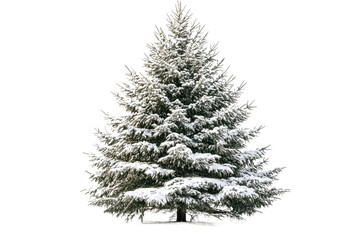 Snow covered evergreen tree in winter landscape