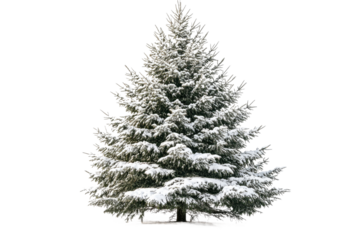 Snow covered evergreen tree in winter landscape