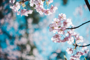 春　風に揺れるピンクの桜の花　河津さくら　照り付ける太陽の日差しを受けてキラキラ輝く花びら　淡い色の花と青空　季節・入学・入社・新生活の背景