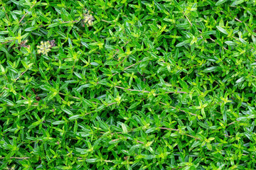 Background of fresh green Thymian, top view.