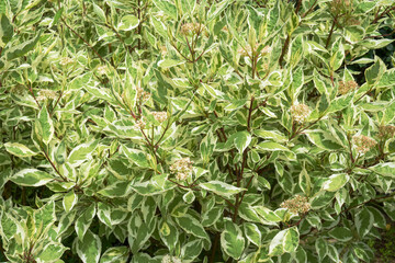 赤い茎のサンゴミズキ（Cornus abla ）／葉が斑入りの品種のエレガンテシマ・4月