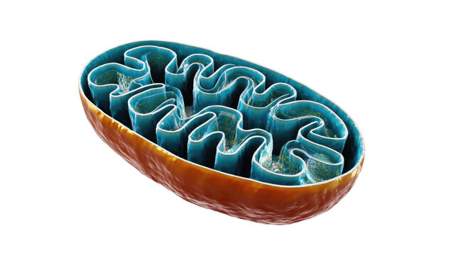 Detailed depiction of a mitochondrion reveals its unique structure, including the inner folds and membranes that play a crucial role in cellular energy production