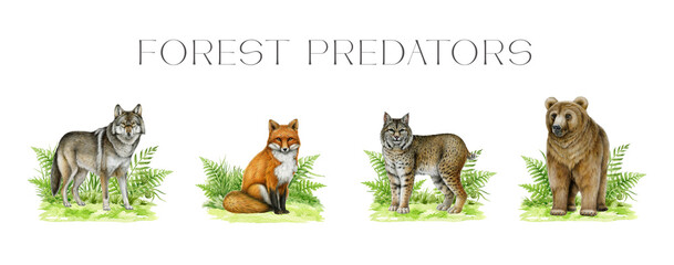 Forest predator animals on grassy ground illustration painted set. Hand drawn vintage style watercolor collection. Grey wolf, grizzly bear, red fox, lynx on green grassy ground with fern leaves decor