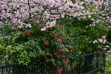 Camellia flowers. Theaceae evergreen flowering shrub. Fallen petals are beautiful with raindrops. Gift card background material.	