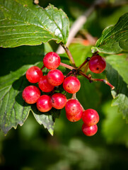 A vivid close-up of bright red berries clustered on a leafy green branch. the natural setting showcases the fresh ripeness and vibrant color contrast between the berries and lush green foliage