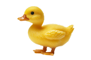 Cute yellow duckling toy with a transparent background