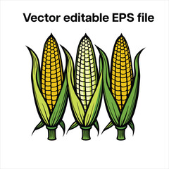 Fresh yellow corn on the cob isolated on a white background