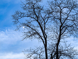 branches with tree against the dark blue sky background.