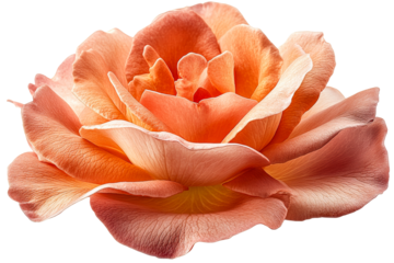 Beautiful rose in soft peach and pink hues