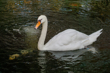 A white swan is swimming in a pond alone.