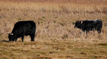 Zwei schwarze Stiere auf einer trockenen Wiese in natürlicher Umgebung