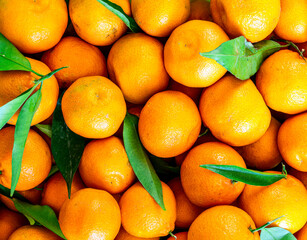 Fresh mandarin oranges fruit or tangerines with leaves, as background. Mandarins close up with leaves