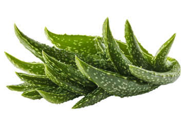 Aloe vera plant with vibrant green leaves and texture