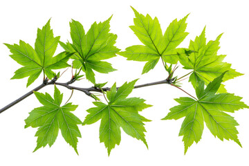Bright green maple leaves on a slender branch