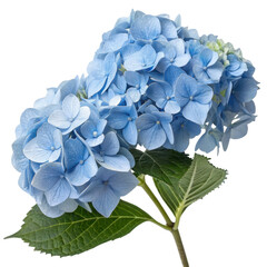 A cluster of delicate blue hydrangea flowers with lush green leaves.