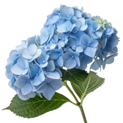 Fotobehang Hydrangea A cluster of delicate blue hydrangea flowers with lush green leaves.  © Alohanongza