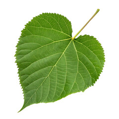 Obraz premium A vibrant green leaf with a distinct heart shape and textured surface.