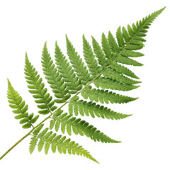 A vibrant green fern leaf displaying intricate patterns and textures.