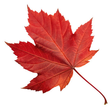 A vibrant red maple leaf showcasing intricate veins and a natural shape, embodying the beauty of autumn.