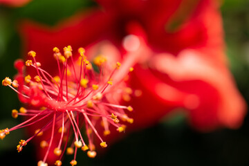 A vibrant close-up of red hibiscus flowers with intricate yellow-tipped stamens, capturing their...