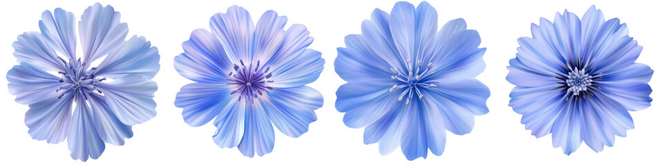 Obraz premium Set of a blue chicory flower, isolated on a transparent background.