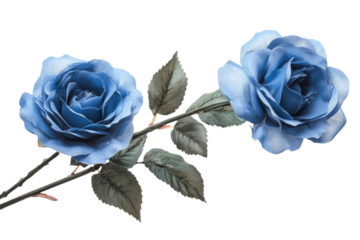 Blue roses with green leaves on transparent background