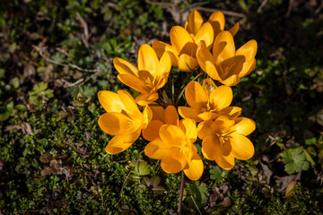 Crocuses. Spring multi-colored purple and yellow crocus flowers on the lawn.