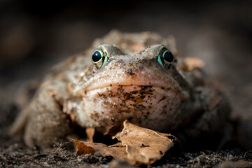 Close-up of a common frog (Rana temporaria) set against a blurred earthy background in the forest