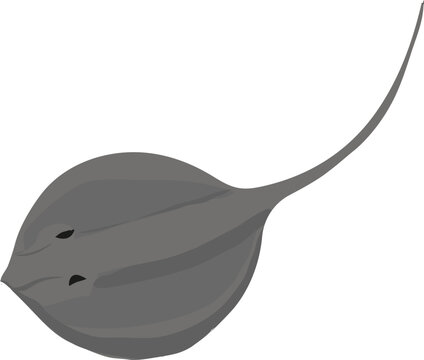 Mantarraya minimalist clipart or illustration isolated on a transparent background.