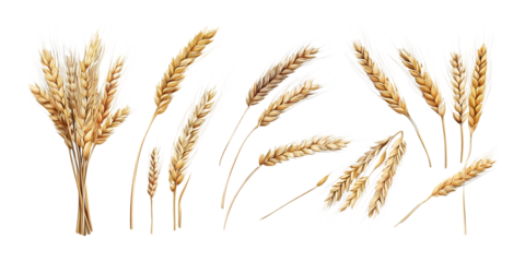 Pack Barley Set in Different Poses Against Transparent Background for Agricultural Branding, Cereal Illustration, or Healthy Eating Promotion