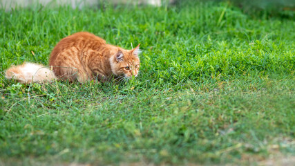 Ginger cat hunting in green grass. Funny and curious atmosphere.