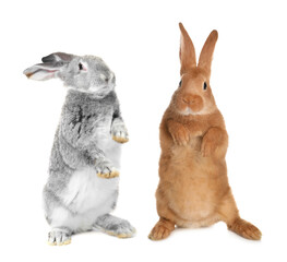 Obraz premium Cute fluffy grey and brown rabbits isolated on white
