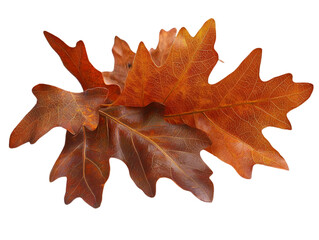 Fototapeta premium Close Up of Autumnal Leaves Isolated on a Transparent Background with Warm Tones Reds and Oranges Exhibiting Seasonal Beauty and Decorative Potential
