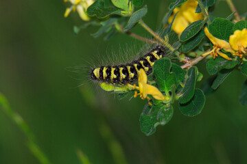 Close-up image of caterpillar beetle.